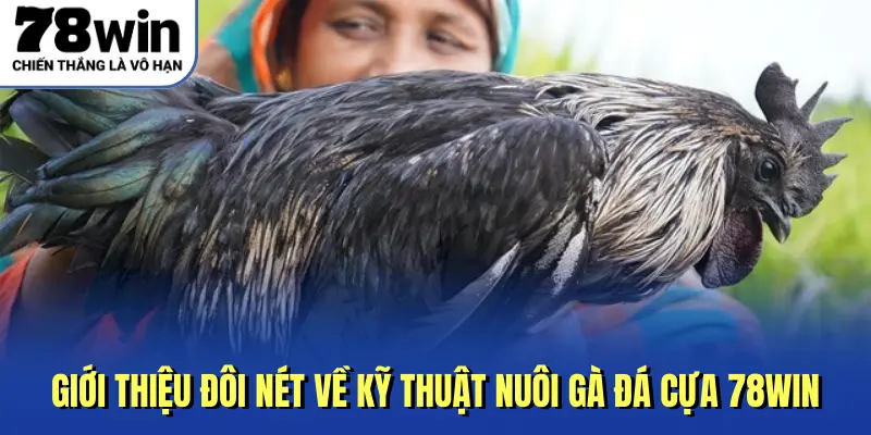 Giới thiệu đôi nét về kỹ thuật nuôi gà đá cựa 78Win